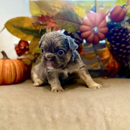 Winston - AKA Winnie - Blue male French Bulldog puppy in Tuttle, Oklahoma from Fun & Frenchie Free, LLC