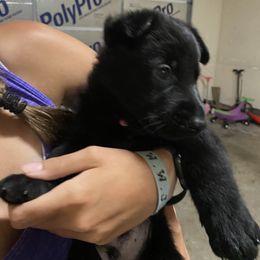 German Shepherd Puppies from High Voltage GSD