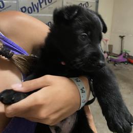 German Shepherd Puppies from High Voltage GSD