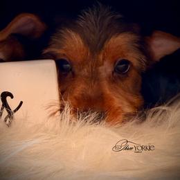 Girl 1 periwinkle - Black and tan female Yorkshire Terrier puppy in Machesney Park, Illinois from Three Yorkie Family