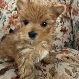 Zip - Sable male Yorkshire Terrier puppy in Lyle, Washington from Sport Yorkie