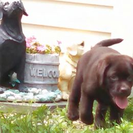 Labrador Retriever Puppies from Lorlyn Labradors