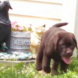 Labrador Retriever Puppies from Lorlyn Labradors
