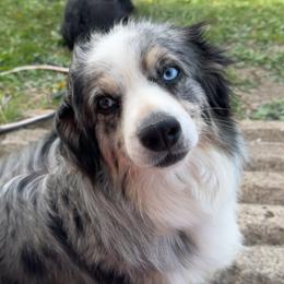 Morgana - Miniature Australian Shepherd