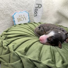 Bernedoodle Puppies from Bernedoodle Love Puppies