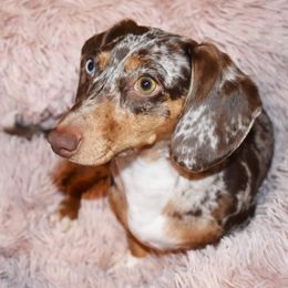 Sage - Dachshund