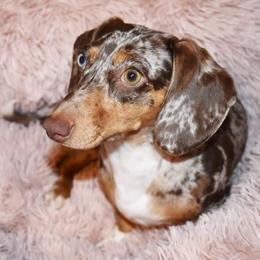 Sage - Dachshund