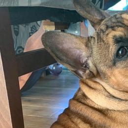 French Bulldogs and Miniature Schnauzers from Olivia's Miniature Schnauzer's and French Bulldogs