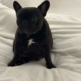Georgia Mae - French Bulldog