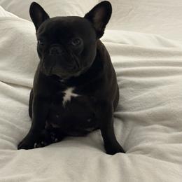 Georgia Mae - French Bulldog