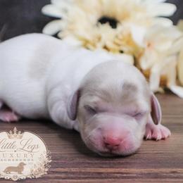 CKC Liberty - Dapple female Dachshund puppy in Christiansburg, Virginia from Little Legs Luxury Dachshunds LLC