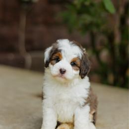 Woodson MICRO - male Australian Mountain Doodle puppy in Dalton, Ohio from Haven Doodles
