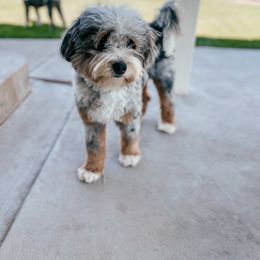 Pepper - Bernedoodle