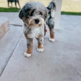 Pepper - Bernedoodle