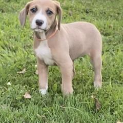 Mountain Cur Puppies from Walnut Ridge Mountain Curs