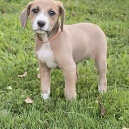 Mountain Cur Puppies from Walnut Ridge Mountain Curs