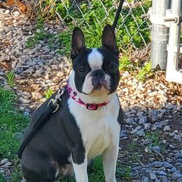 Azory - Boston Terrier
