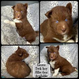 Grove - Red and white male Siberian Husky puppy in Florence, Kentucky from Moonlight Howl Huskies