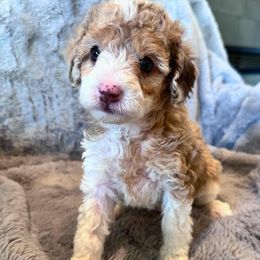 Sophie - Red merle female Aussiedoodle puppy in Post Falls, Idaho from North Idaho Miniature Aussiedoodles