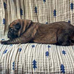 Big Boy Bert (Red) - Yellow male Dutch Shepherd puppy in Slippery Rock, Pennsylvania from Pytka Performance K9