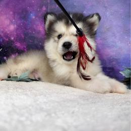 Dr stone - Sable and white male Alaskan Malamute puppy in Spokane, Washington from Asgard Wooly Malamutes