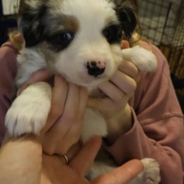 Miniature Australian Shepherd Puppies from Carter's Cuties
