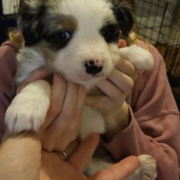 Miniature Australian Shepherd Puppies from Carter's Cuties