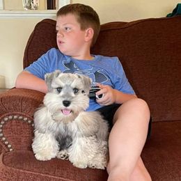 Judah Bug - Miniature Schnauzer