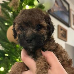 Chipotle - Sable female Poodle puppy in Haines City, Florida from Noelle Poodles