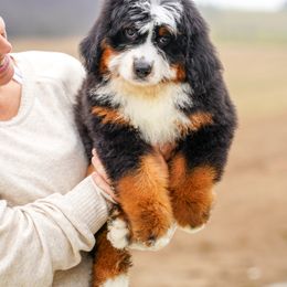 Bernedoodle Puppies from Down Home Doodle