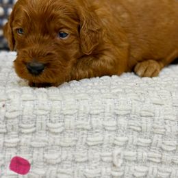 Bright pink - Red female Irish Doodle puppy in Bloomfield, Iowa from Schooley Doodles