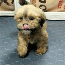 Skylor - Red gold female Lhasa Apso puppy in Jefferson, New York from Absolute Lhasa Love