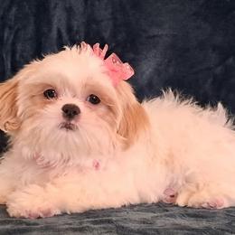 Clara - White female Shih Tzu puppy in Silver Springs, Nevada from Meadowlyn's Dream Shih Tzu