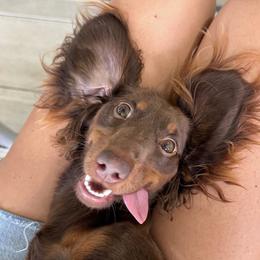Dachshund All Grown Up from GE Miniature Dachshunds