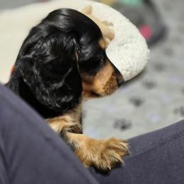 Viktor - Black and tan male Dachshund puppy in Dade City, Florida from Kingpindoxies