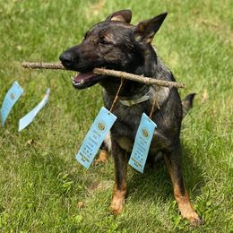 German Shepherds from Machtige Kennels