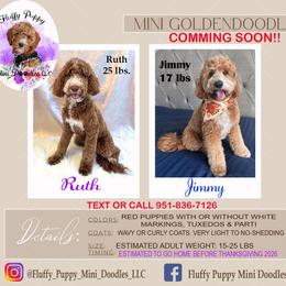 Goldendoodle puppies from Fluffy Puppy Mini Doodles LLC