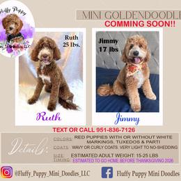 Goldendoodle puppies from Fluffy Puppy Mini Doodles LLC