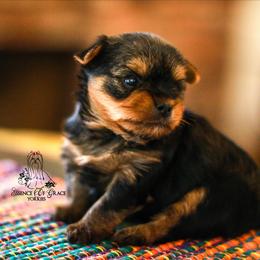 Yorkshire Terrier Puppies from Essence of Grace Yorkies