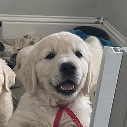 Golden Retriever Puppies from Warwick’s Central California Goldens