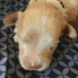 Marshal -paw patrol - Gold male Labradoodle puppy in Phelan, California from Family Doodles