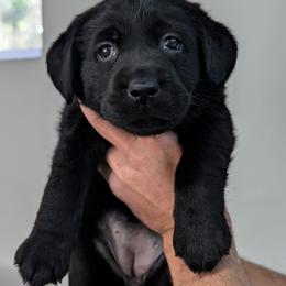 Sequoia - Black female Labrador Retriever puppy in Lithonia, Georgia from Marmolejos Labs