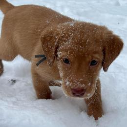Royal blue - Yellow male Labrador Retriever puppy in Heath Springs, South Carolina from Rich Hill Retrievers