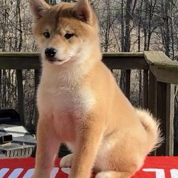 Eddie - Red male Shiba Inu puppy in Atlanta, Georgia from Halo Siberians & Shiba Inu