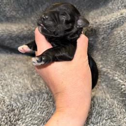Dukes Black Male - Black male Miniature Schnauzer puppy in Forest, Virginia from Prestige Kennel LLC