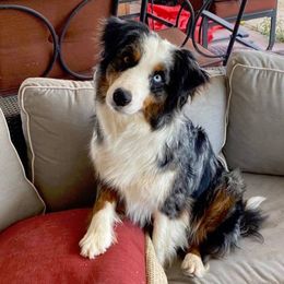 Kiss or Kismet - Australian Shepherd