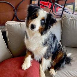 Kiss or Kismet - Australian Shepherd
