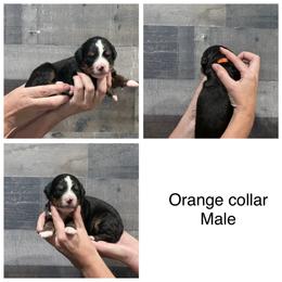 Orange Collar Male - Black rust and white male Bernese Mountain Dog puppy in Collinsville, Texas from Berner Dynasty