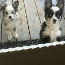 Toy Australian Shepherd All Grown Up from The Ranch of the Sun Toy Aussies