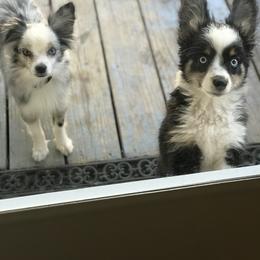 Toy Australian Shepherd All Grown Up from The Ranch of the Sun Toy Aussies